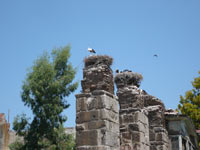 pasari Fotografii orasul Selcuk/ Selciuc - Turcia 